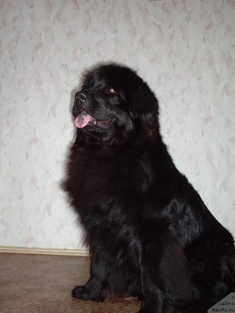 Фото: ньюфаундленд Dana (Дана)