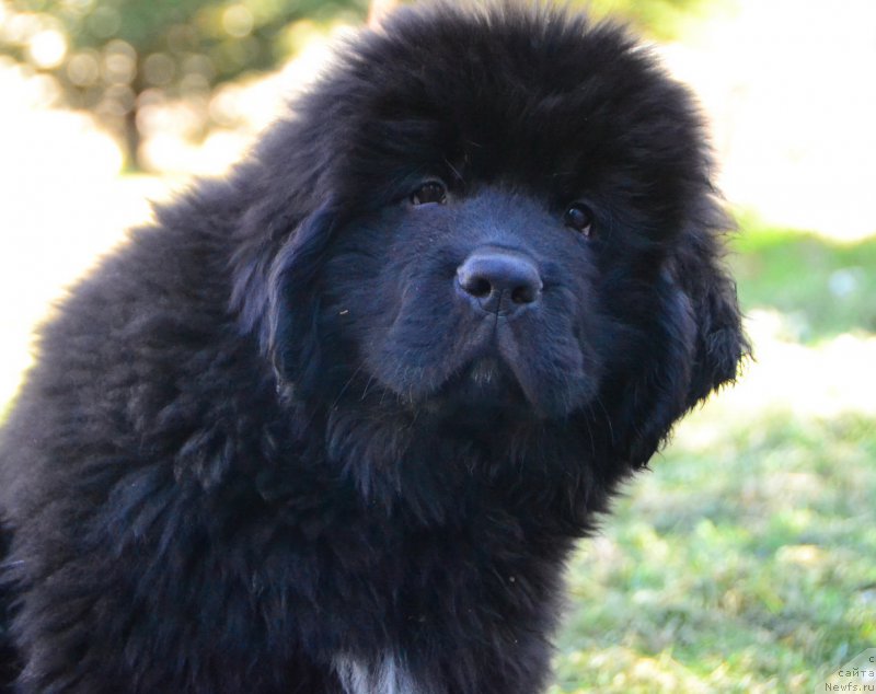 Фото: ньюфаундленд Talisman Morya Kaspian (Талисман Моря Каспиан)