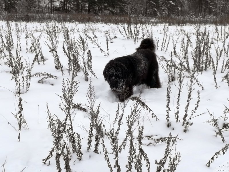 Фото: ньюфаундленд Chernaya Mafia Short and Sweet (Черная Мафия Шорт анд Свеет)