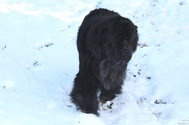 Фото: ньюфаундленд Anabelle Kvin of zye Mountayns (Анабелле Квин оф зэ Моунтайнс)