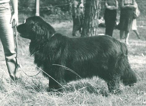 Фото: ньюфаундленд Serdjam Nike (Серджам Нике)