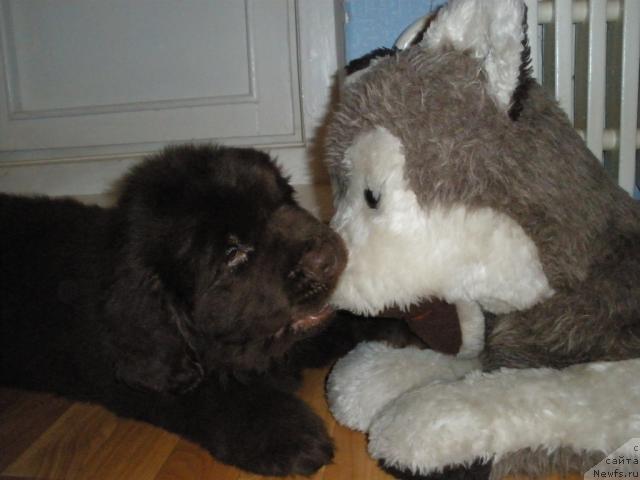 Фото: ньюфаундленд Lesnaja Skazka Korolevskiy Medved (Лесная Сказка Королевский Медведь)