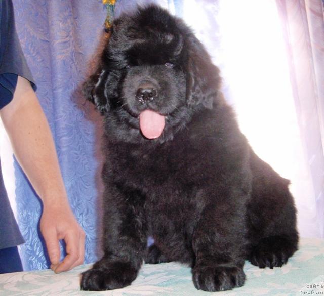 Фото: щенок, [d6413]и, ньюфаундленд Super Premium Brabus (Супер Премиум Брабус)