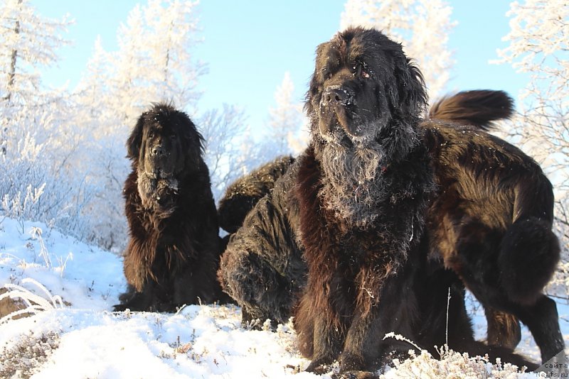 Фото: ньюфаундленд Fortuna of Giant's Island, ньюфаундленд Anabelle Kvin of zye Mountayns (Анабелле Квин оф зэ Моунтайнс)