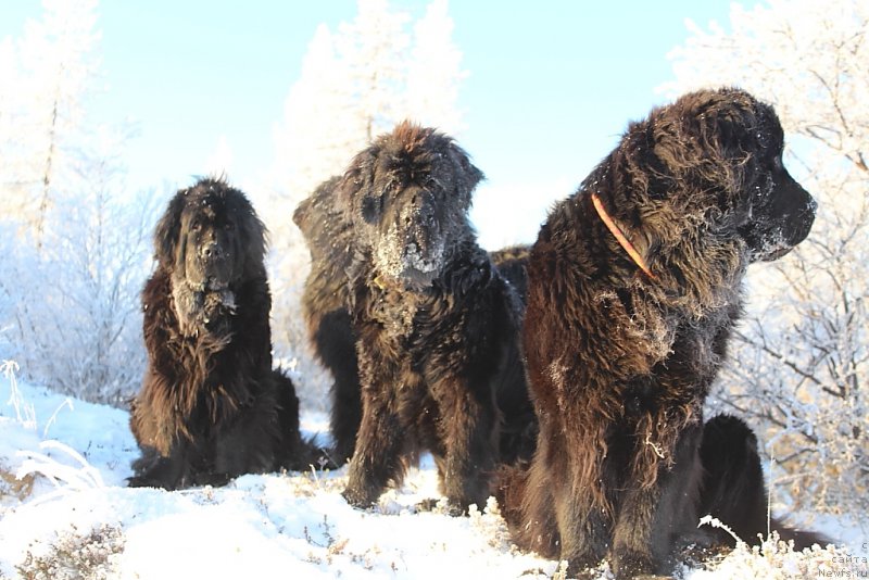 Фото: ньюфаундленд Fortuna of Giant's Island, ньюфаундленд Daymond King (Даймонд Кинг), ньюфаундленд Anabelle Kvin of zye Mountayns (Анабелле Квин оф зэ Моунтайнс)