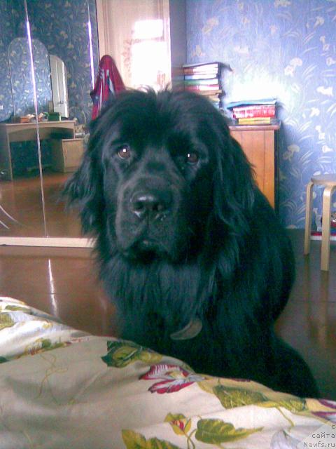 Фото: ньюфаундленд Gloddog Skarlett (Глоддог Скарлетт)