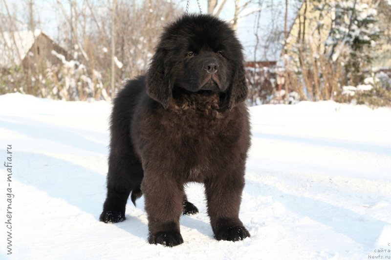 Фотография № 216520