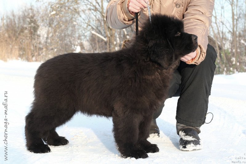 Фотография № 216521