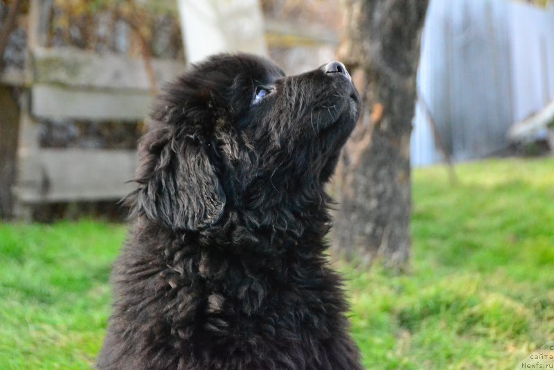 Фото: ньюфаундленд Talisman Morya Korvet (Талисман Моря Корвет)