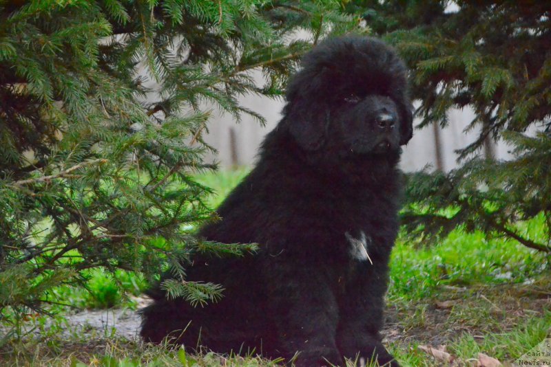 Фото: ньюфаундленд Talisman Morya Korvet (Талисман Моря Корвет)