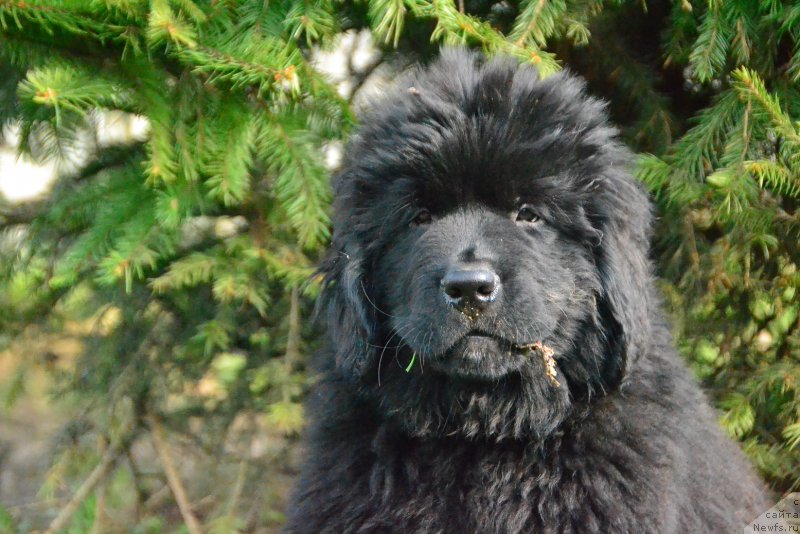 Фото: ньюфаундленд Talisman Morya Korvet (Талисман Моря Корвет)