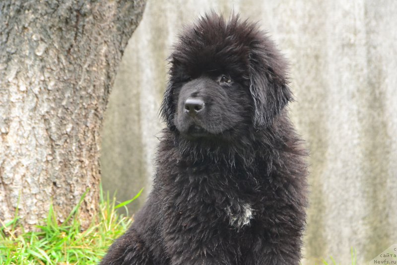 Фото: ньюфаундленд Talisman Morya Korvet (Талисман Моря Корвет)