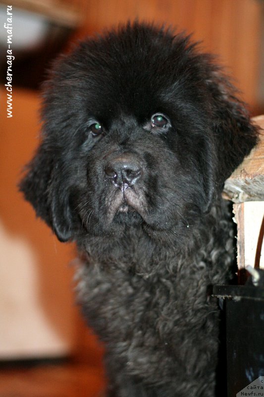 Фотография № 216528