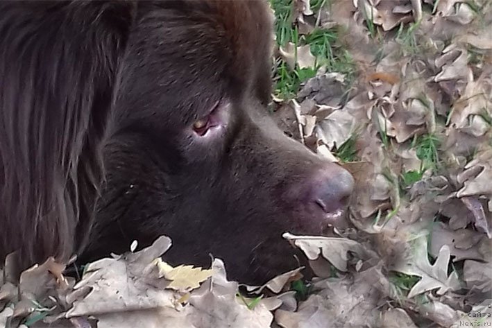 Фото: ньюфаундленд Vereskovyj Mjod s Berega Dona (Вересковый Мёд с Берега Дона)