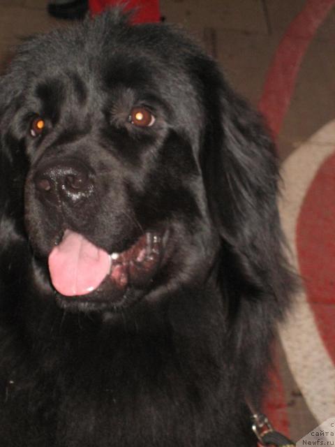 Фото: ньюфаундленд Gloddog Skarlett (Глоддог Скарлетт)