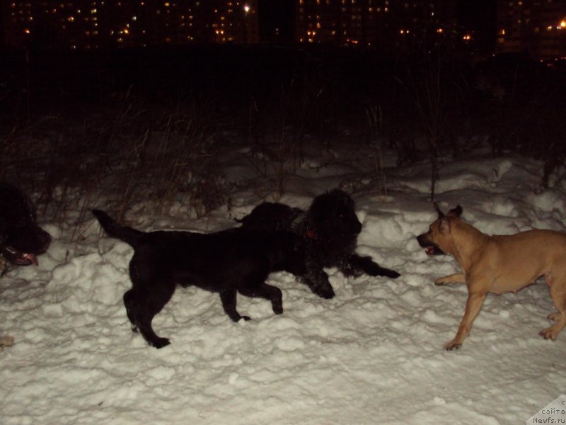 Фото: ньюфаундленд Fiamettahauz Tsikneus (Фиаметтахауз Цикнеус)