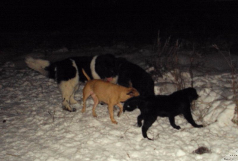 Фото: ньюфаундленд Fiamettahauz Tsikneus (Фиаметтахауз Цикнеус), ньюфаундленд Gordon Ing'l Perikl'z from Rashn Bear (Гордон Инг'л Перикльз фром Рашн Беар)