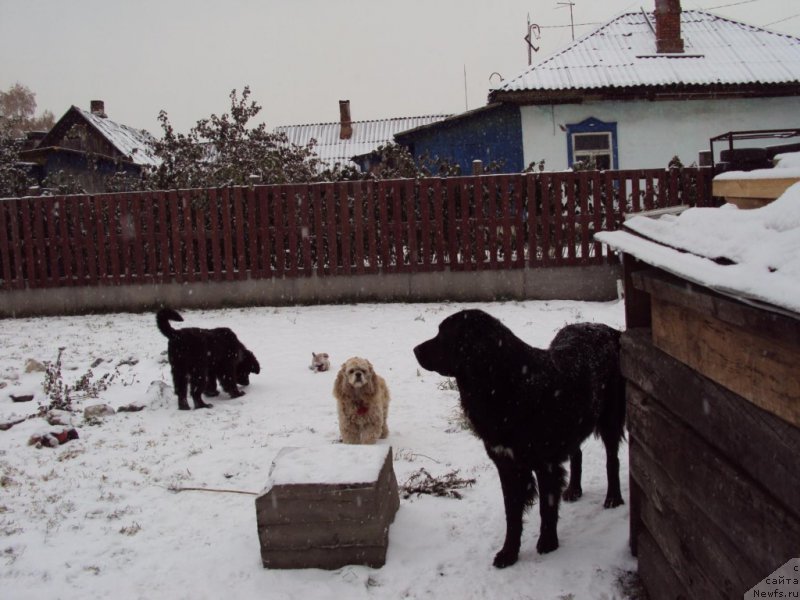 Фото: ньюфаундленд Fiamettahauz Tsikneus (Фиаметтахауз Цикнеус)