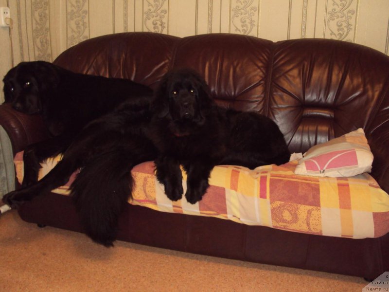 Фото: ньюфаундленд Fiamettahauz Tsikneus (Фиаметтахауз Цикнеус)