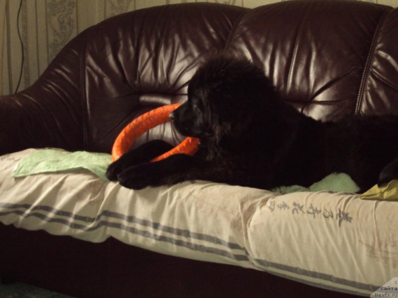 Фото: ньюфаундленд Fiamettahauz Tsikneus (Фиаметтахауз Цикнеус)