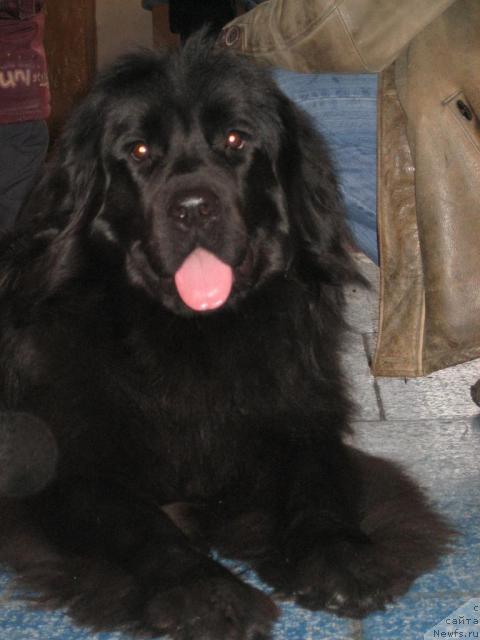 Фото: ньюфаундленд Gloddog Skarlett (Глоддог Скарлетт)