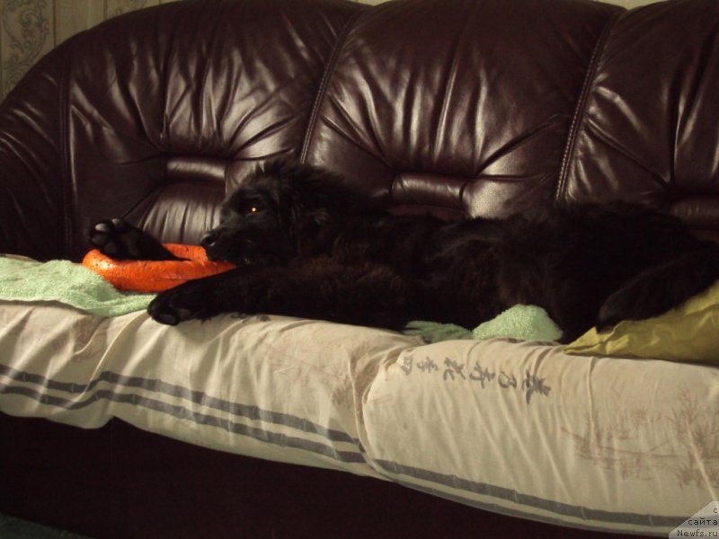 Фото: ньюфаундленд Fiamettahauz Tsikneus (Фиаметтахауз Цикнеус)