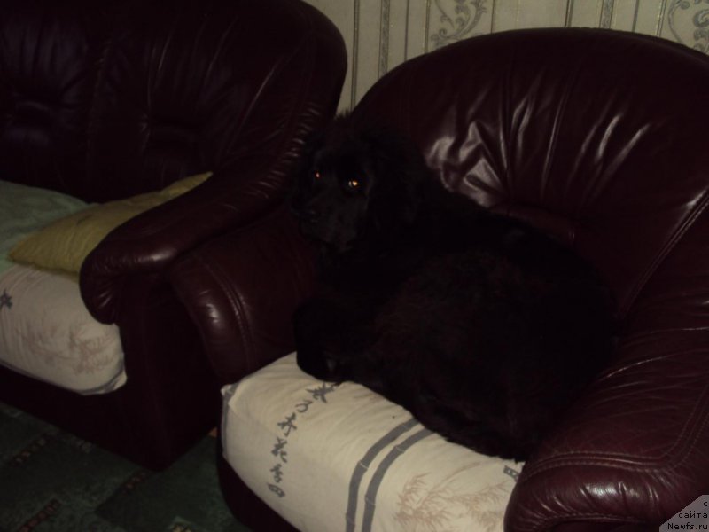 Фото: ньюфаундленд Fiamettahauz Tsikneus (Фиаметтахауз Цикнеус)