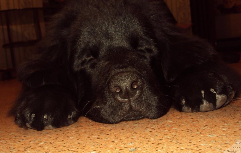 Фото: ньюфаундленд Fiamettahauz Tsikneus (Фиаметтахауз Цикнеус)