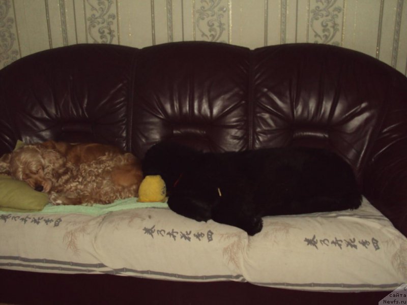 Фото: ньюфаундленд Fiamettahauz Tsikneus (Фиаметтахауз Цикнеус)