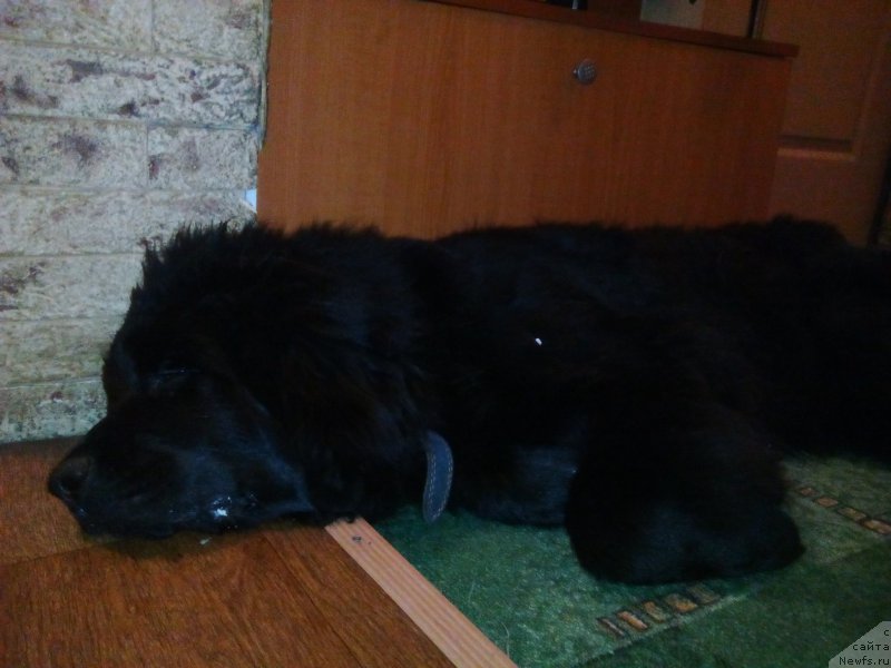 Фото: ньюфаундленд Fiamettahauz Tsikneus (Фиаметтахауз Цикнеус)