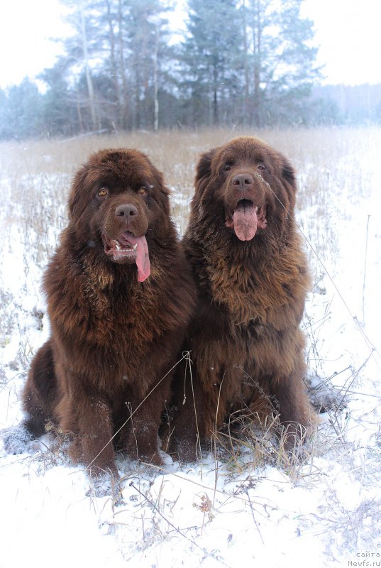 Фото: ньюфаундленд Naomi Tagoliri for Brouwnblood (Наоми Таголири фор Браунблад), ньюфаундленд Sverkayuzhaya Gora Mashame (Сверкающая Гора Машаме)
