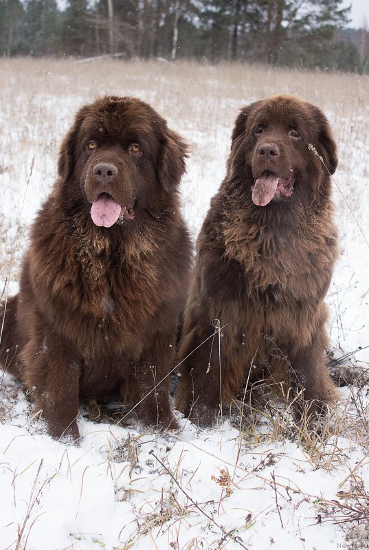 Фото: ньюфаундленд Naomi Tagoliri for Brouwnblood (Наоми Таголири фор Браунблад), ньюфаундленд Sverkayuzhaya Gora Mashame (Сверкающая Гора Машаме)