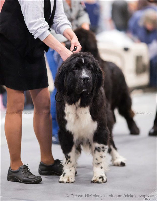 Фото: ньюфаундленд Aquatoriya Kelvin Domino (Акватория Келвин Домино), Ol'ga Braslavskaya (Ольга Браславская)