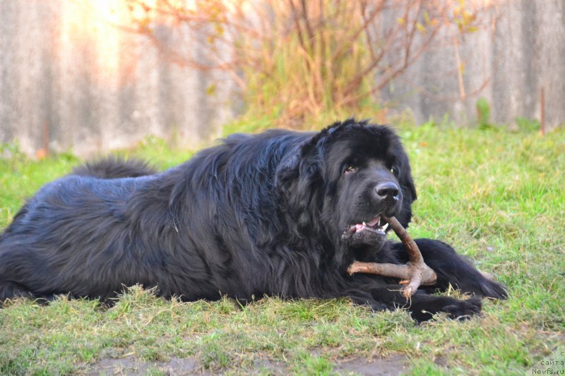 Фото: ньюфаундленд I'm Little Princess Midnight Bear