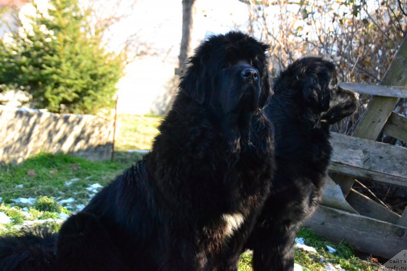 Фото: ньюфаундленд Talisman Morya La-Valetta (Талисман Моря Ла-Валетта), ньюфаундленд Talisman Morya Magiya Voln (Талисман Моря Магия Волн)