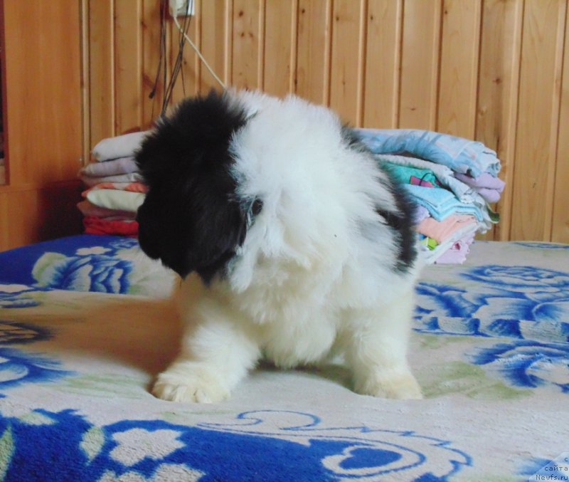 Фото: ньюфаундленд Viking ot Karelskikh Medvedey (Викинг от Карельских Медведей)