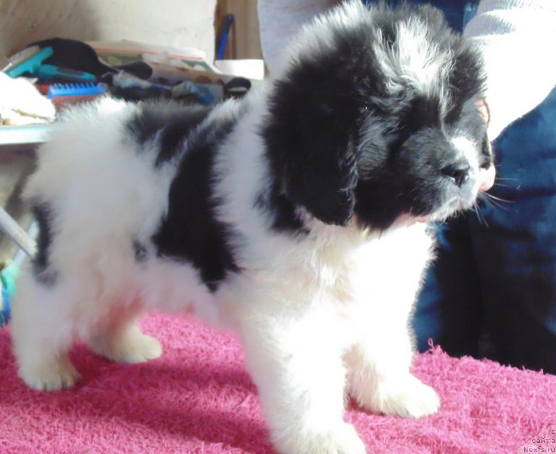 Фото: ньюфаундленд Vyaynemyaynen ot Karel'skih Medvedey (Вяйнемяйнен от Карельских Медведей)