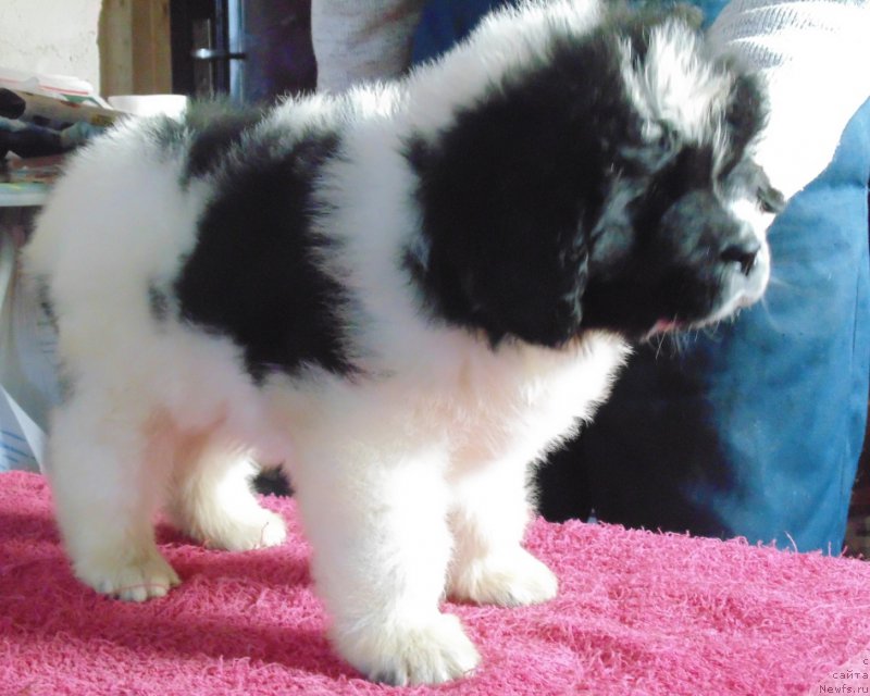 Фото: ньюфаундленд Vyaynemyaynen ot Karel'skih Medvedey (Вяйнемяйнен от Карельских Медведей)