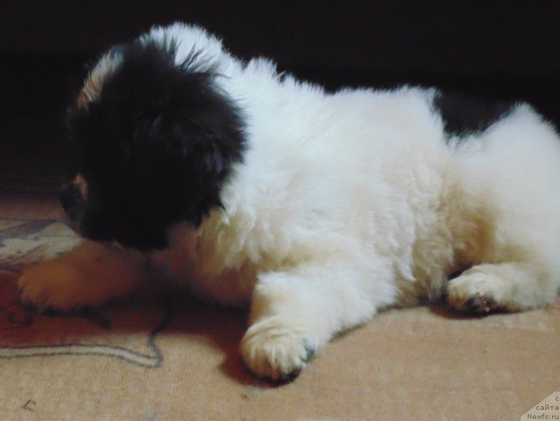 Фото: ньюфаундленд Vyaynemyaynen ot Karel'skih Medvedey (Вяйнемяйнен от Карельских Медведей)