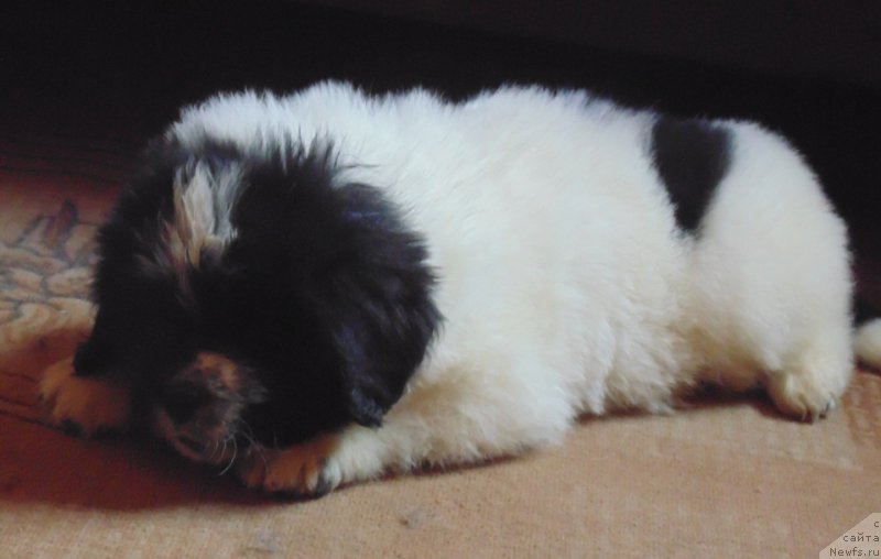 Фото: ньюфаундленд Vyaynemyaynen ot Karel'skih Medvedey (Вяйнемяйнен от Карельских Медведей)