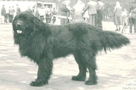 Фото: ньюфаундленд Solomon (Соломон)