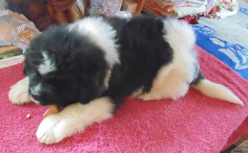 Фото: ньюфаундленд Vodogray ot Karel'skih Medvedey (Водограй от Карельских Медведей)