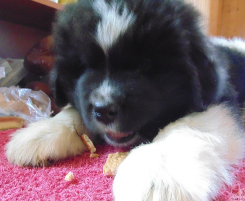 Фото: ньюфаундленд Vodogray ot Karel'skih Medvedey (Водограй от Карельских Медведей)