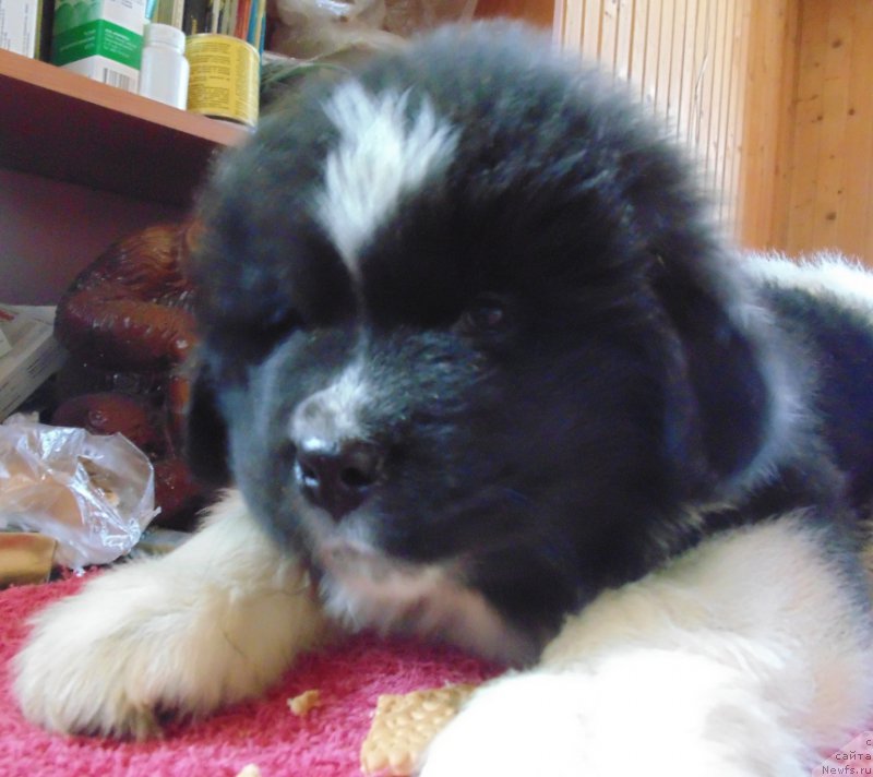 Фото: ньюфаундленд Vodogray ot Karel'skih Medvedey (Водограй от Карельских Медведей)