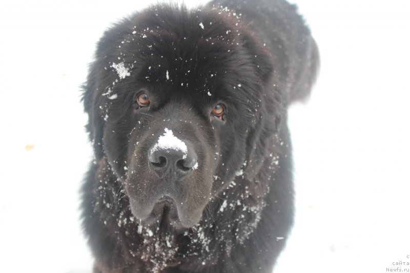 Фото: ньюфаундленд Ih Visochestvo Bishop Karl (Их Высочество Бишоп Карл)