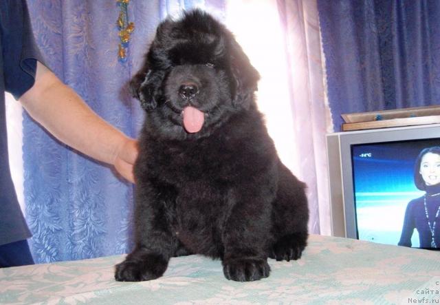 Фото: щенок, ньюфаундленд Blek Dolli Peyv Black (Блэк Долли Пейв Блэк), ньюфаундленд Super Premium Brabus (Супер Премиум Брабус)