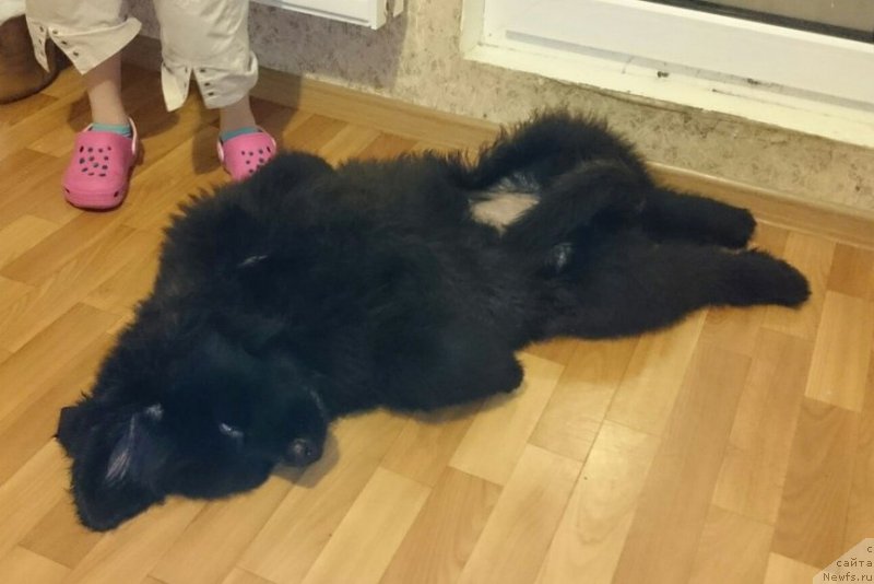 Фото: ньюфаундленд Chernaya Mafia Blackberry Blossom (Черная Мафия Бласкберру Блоссом)