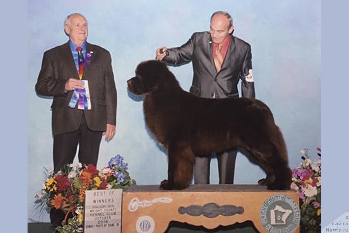 Фото: ньюфаундленд Eti s Berega Dona (Ети с Берега Дона)