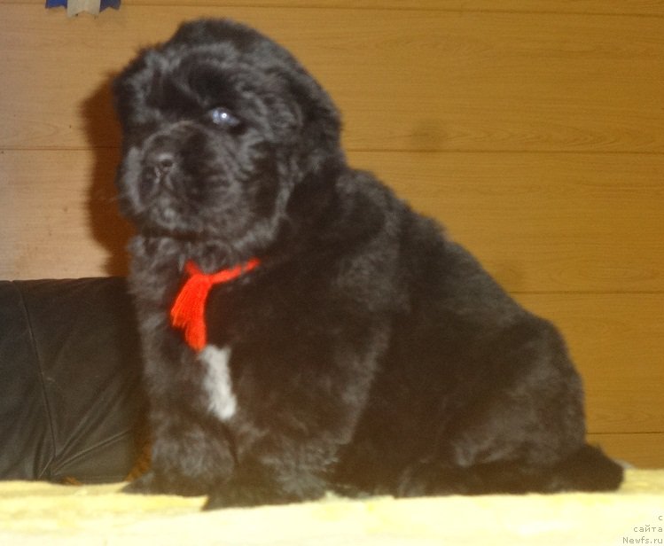 Фото: ньюфаундленд Njufort iz Peni Morskoy Afrodita (Ньюфорт из Пены Морской Афродита)