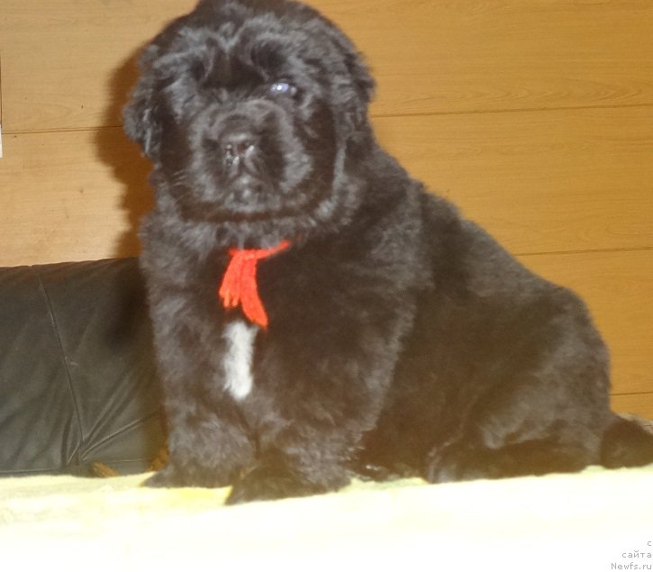 Фото: ньюфаундленд Njufort iz Peni Morskoy Afrodita (Ньюфорт из Пены Морской Афродита)